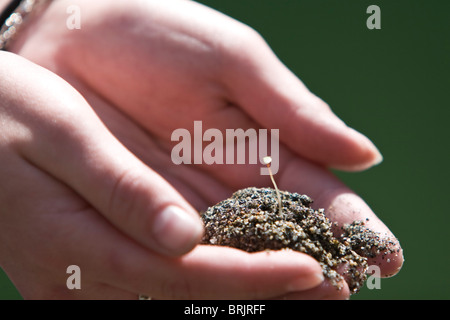 Ein Womans Hände Wiege einen neuen Setzling in Kalifornien. Stockfoto