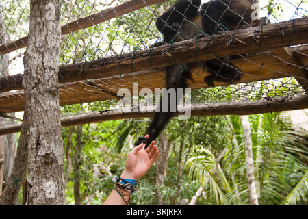 Eine junge Frau streckt mit einem Affen in Mexiko. Stockfoto