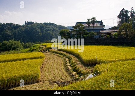 Reisfeld reif für die Ernte, in der Nähe von Oita, Kyushu, Japan Stockfoto