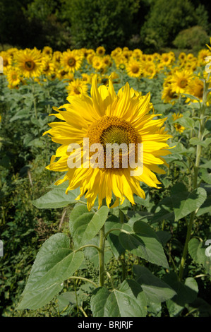 Ein Feld von Sonnenblumen, Helianthus Annuus, wächst in der Nähe von Chilgrove in West Sussex in der South Downs National Park, England. Stockfoto