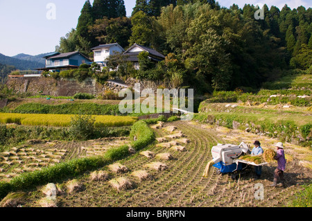 Dreschen frisch geernteten Reis in einem kleinen Reihenhaus Paddi Feld in der Nähe von Oita, Kyushu, Japan Stockfoto