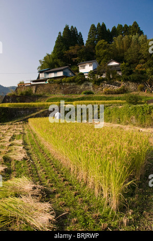 Man Ernte Reis maschinell in kleinen terrassierten Reisfelder in der Nähe von Oita, Kyushu, Japan Stockfoto