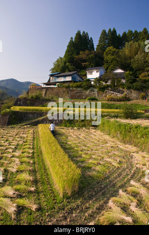 Man Ernte Reis maschinell in kleinen terrassierten Reisfelder in der Nähe von Oita, Kyushu, Japan Stockfoto