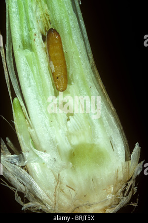 Gicht fliegen (Chlorops Pumilionis) Puppe in einem beschädigten Weizen Stiel Basis Stockfoto