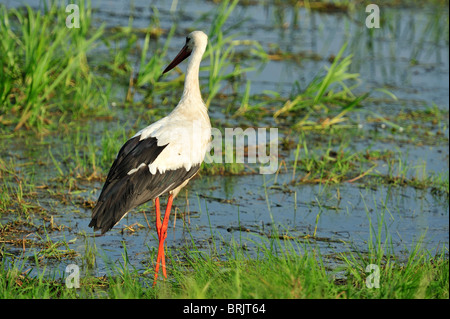 Störche Storch in der Biebrza River Reservation in Region Podlachien, Polen Stockfoto