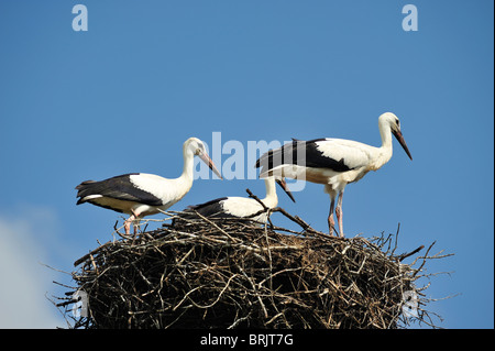 Störche Storch in der Biebrza River Reservation in Region Podlachien, Polen Stockfoto