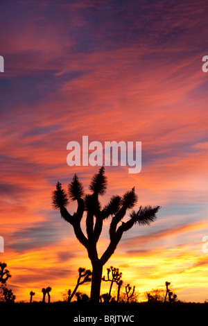 Sonnenaufgang in Joshua Tree Nationalpark, Kalifornien. Stockfoto