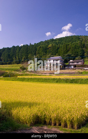 Reisterrassen reif für die Ernte, in der Nähe von Oita, Kyushu, Japan Stockfoto