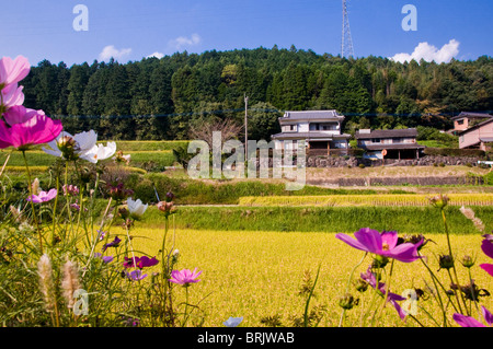 Reisterrassen reif für die Ernte, in der Nähe von Oita, Kyushu, Japan Stockfoto