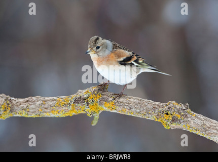 Weiblicher Bergfink (Fringilla Montifringilla) im Winterkleid thront auf einem Ast Stockfoto