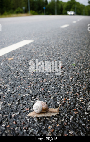 Schnecke auf der Straße mit dem Auto im Hintergrund Stockfoto