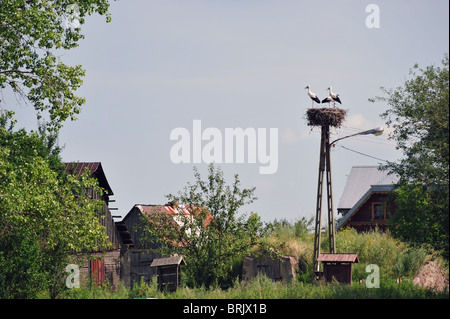 Störche Storch in der Biebrza River Reservation in Region Podlachien, Polen Stockfoto