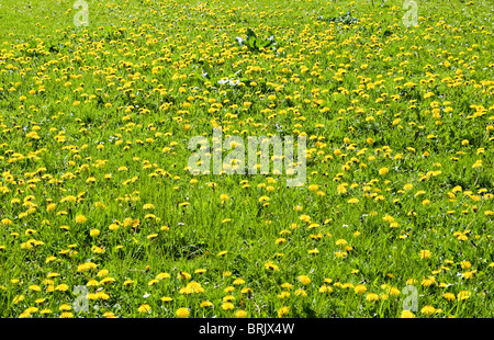 Bereich der leuchtend gelbe Löwenzahn Blüten in Cheshire Landschaft England-Großbritannien Stockfoto