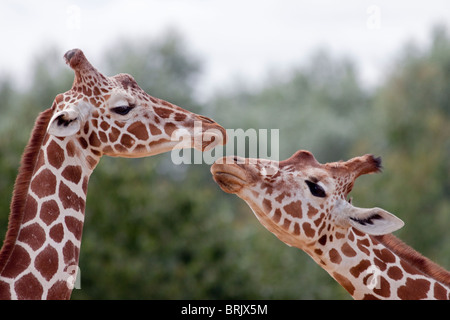 Giraffen (Giraffa Camelopardarlis) Stockfoto