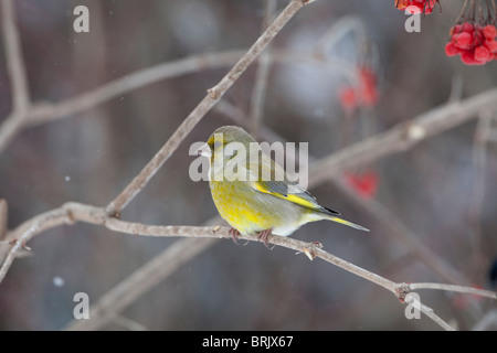 (Europäische) Grünfink (Zuchtjahr Chloris)) im Winter thront auf einem Zweig mit roten Beeren im Hintergrund Stockfoto