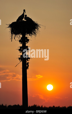 Störche Storch in der Biebrza River Reservation in Region Podlachien, Polen Stockfoto