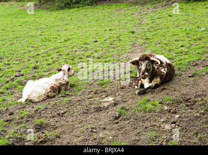 Langhornige Kuh und Bullock ruht in einem Feld auf einer Cheshire Farm England Vereinigtes Königreich UK Stockfoto