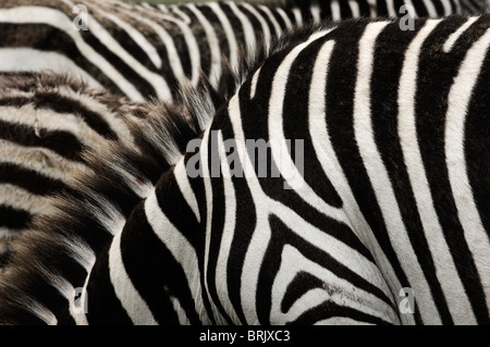 Zebra-Streifen. Stockfoto