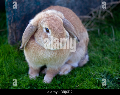 Beige Zwerg hängeohrigen Kaninchen Stockfoto