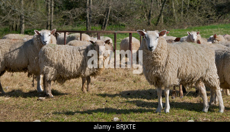 Schafe beobachten misstrauisch Passanten auf ihrem Gebiet in Sussex Stockfoto