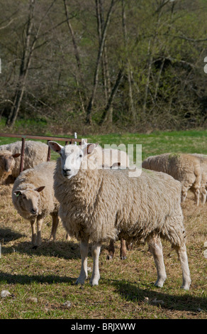 Schafe beobachten misstrauisch Passanten auf ihrem Gebiet in Sussex Stockfoto