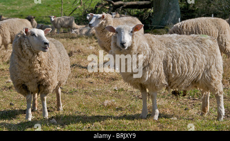 Schafe beobachten misstrauisch Passanten auf ihrem Gebiet in Sussex Stockfoto