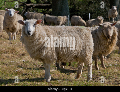 Schafe beobachten misstrauisch Passanten auf ihrem Gebiet in Sussex Stockfoto