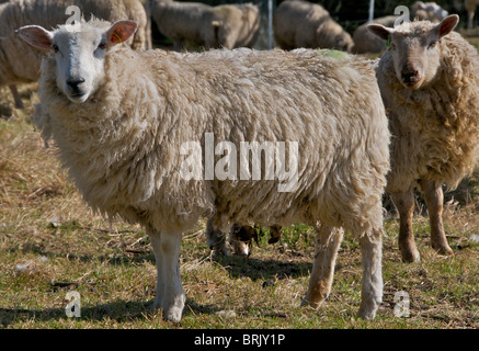 Schafe beobachten misstrauisch Passanten auf ihrem Gebiet in Sussex Stockfoto
