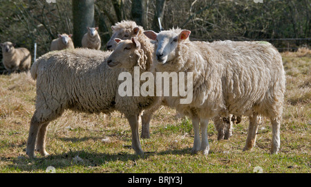 Schafe beobachten misstrauisch Passanten auf ihrem Gebiet in Sussex Stockfoto