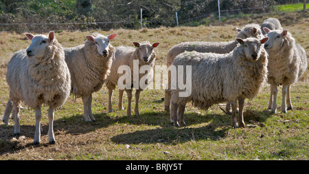 Schafe beobachten misstrauisch Passanten auf ihrem Gebiet in Sussex Stockfoto