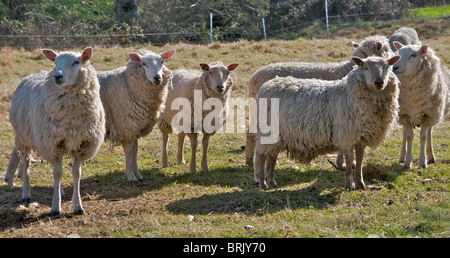 Schafe beobachten misstrauisch Passanten auf ihrem Gebiet in Sussex Stockfoto