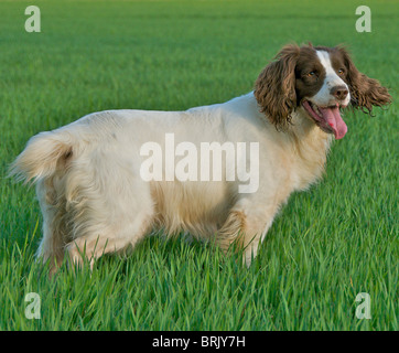 Der English Springer Spaniel ist eine bekannte Gebrauchshund häufig gesehen im Feld schießen. Stockfoto