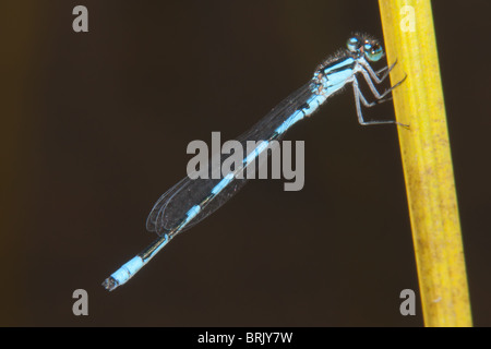 Vertraute Bluet (Enallagma Civile) Damsefly - männlich Stockfoto