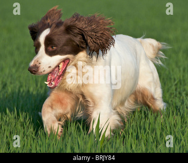 Der English Springer Spaniel ist eine bekannte Gebrauchshund häufig gesehen im Feld schießen. Stockfoto