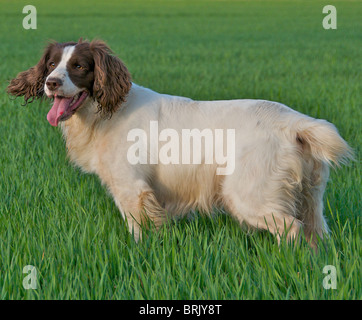 Der English Springer Spaniel ist eine bekannte Gebrauchshund häufig gesehen im Feld schießen. Stockfoto