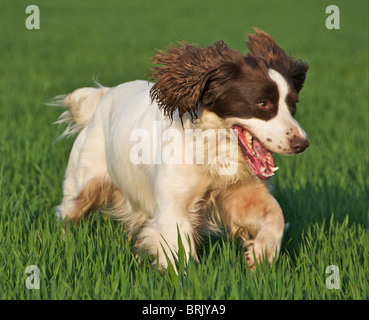 Der English Springer Spaniel ist eine bekannte Gebrauchshund häufig gesehen im Feld schießen. Stockfoto