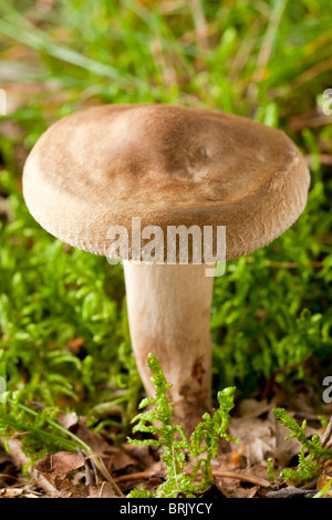 Junge Eiche Milkcap Pilze (Lactarius Quietus) Stockfoto