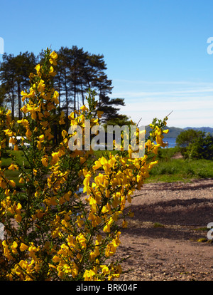 Ginster blühen an den Ufern des Loch Fyne von Strachur Bay, Nr Inveraray, Argyll. Schottland Stockfoto