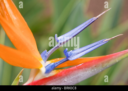 Strelitzia Reginae Blumen Stockfoto