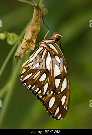 Gulf Fritillary Butterfly frisch geschlüpft, Trocknen seine Flügel während hängen chrysalis Stockfoto