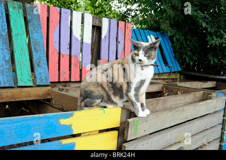 Katze auf bunten Kompost-Behälter, das City Farm, Holloway, London Borough von Islington, UK Stockfoto