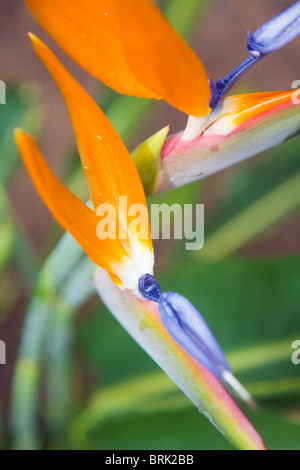 Strelitzia Reginae Blumen Stockfoto