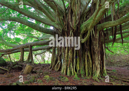 Banyan-Baum entlang der Pipiwai Trail Waimoku Rückgang im Bereich Kipahulu des Haleakala National Park auf Maui, Hawaii Stockfoto