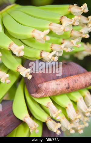 Junge grüne Bananen in eine Reihe mit den lila Blüten bedecken noch sichtbar Stockfoto