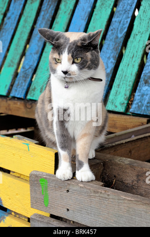 Katze auf bunten Kompost-Behälter, das City Farm, Holloway, London Borough von Islington, UK Stockfoto