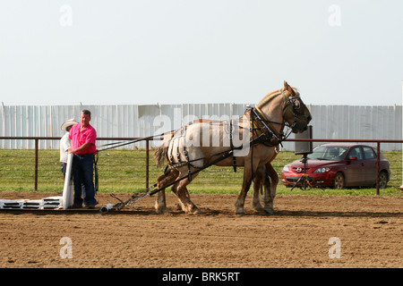 Sanfte Riesen schwere Entwurf Pferd ziehen. Stockfoto