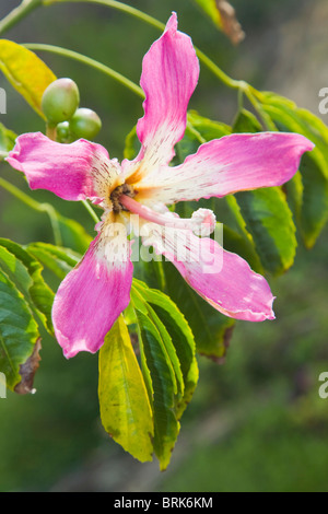 Seide Zahnseide oder Kapok-Baum in Blüte: Chorisis Speciosa Stockfoto