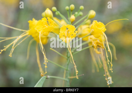Pfau-Blume oder Caesalpinia Pulcherrima in Blüte. Dies ist die gelbe Form. Stockfoto