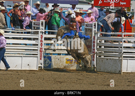 Rodeo, Alberta, Kanada, Bullenreiten. BULLENREITEN.  Cowboys, die ihre Fähigkeiten gegen raue und bösartig Bulls Lochfraß Stockfoto