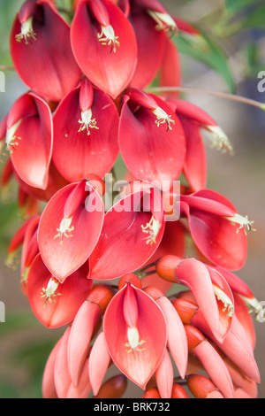 Erithrina Crista-Galli oder der Cockspur Korallenbaum in voller Blüte Stockfoto